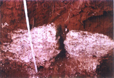Closeup of Calcareous Dissolution Residue