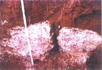 Caliche Dissolution